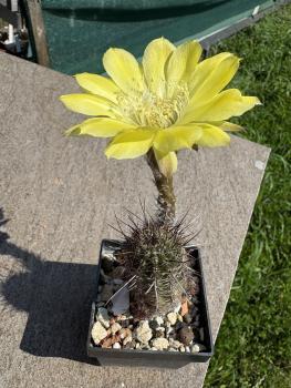 Echinopsis aurea v shaferi